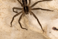 La Pisaure admirable (Araneae - Pisauridae - Pysaura mirabilis)